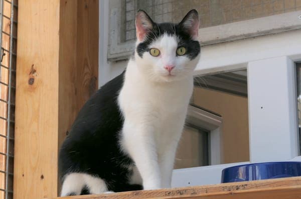 Ernie - Katze zur Adoption aus Tierheim Reutlingen