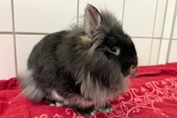 Ernie Prang - Kleintier zur Adoption aus Tierheim Reutlingen