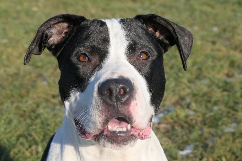 Esmé - Hund zur Adoption aus Tierheim Reutlingen