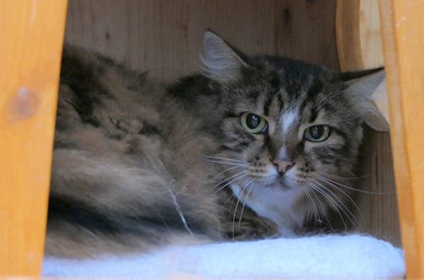 Estelle - Katze zur Adoption aus Tierheim Reutlingen