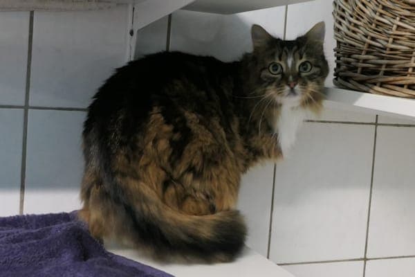 Estelle - Katze zur Adoption aus Tierheim Reutlingen