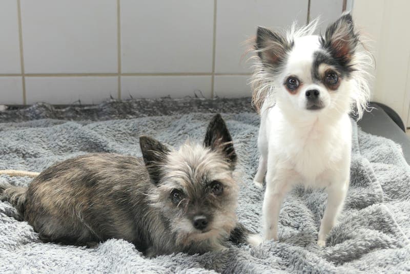 Evi & Emmi - Hund zur Adoption aus Tierheim Reutlingen