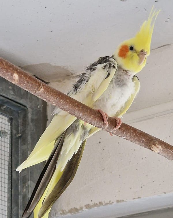 Fabian Prewett - Vogel zur Adoption aus Tierheim Reutlingen