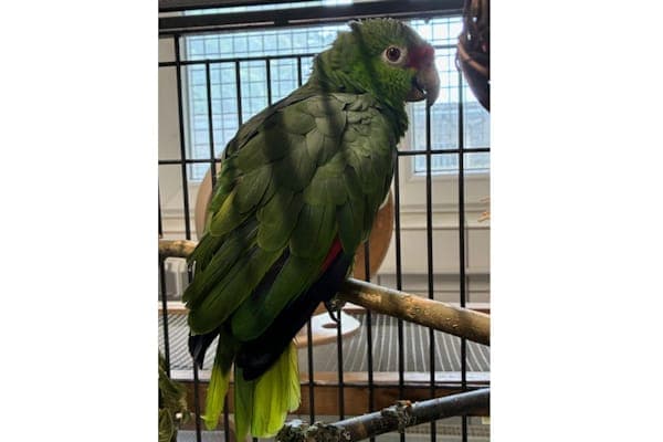 Fawkes - Vogel zur Adoption aus Tierheim Reutlingen