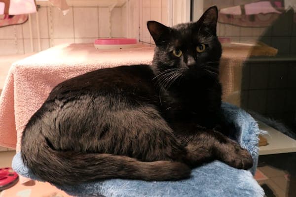 Felix - Katze zur Adoption aus Tierheim Reutlingen