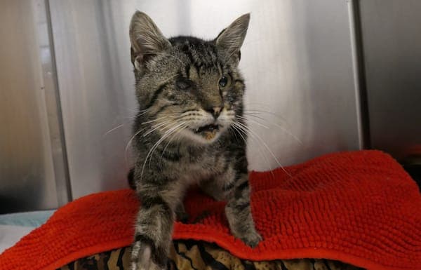 Ferdinand - Katze zur Adoption aus Tierheim Reutlingen