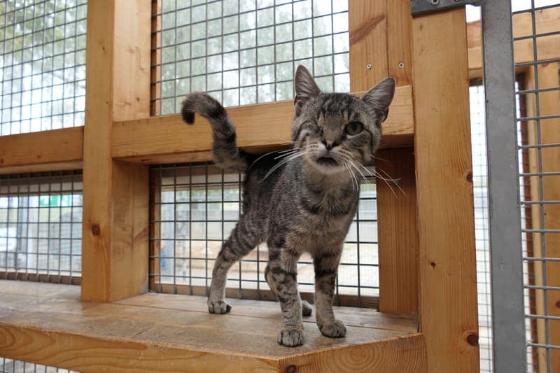 Ferdinand - Katze zur Adoption aus Tierheim Reutlingen