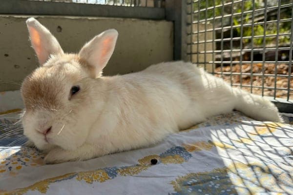Finn - Kleintier zur Adoption aus Tierheim Reutlingen