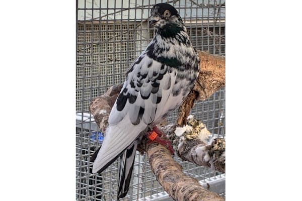 Firenze - Vogel zur Adoption aus Tierheim Reutlingen