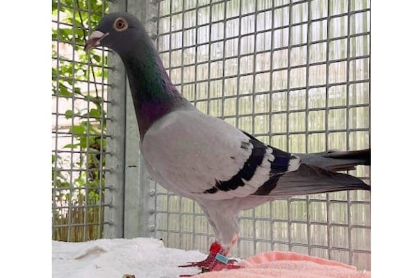 Flicki GT - Vogel zur Adoption aus Tierheim Reutlingen