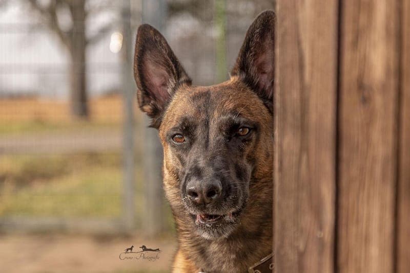 Fox - Hund zur Adoption aus Tierheim Reutlingen