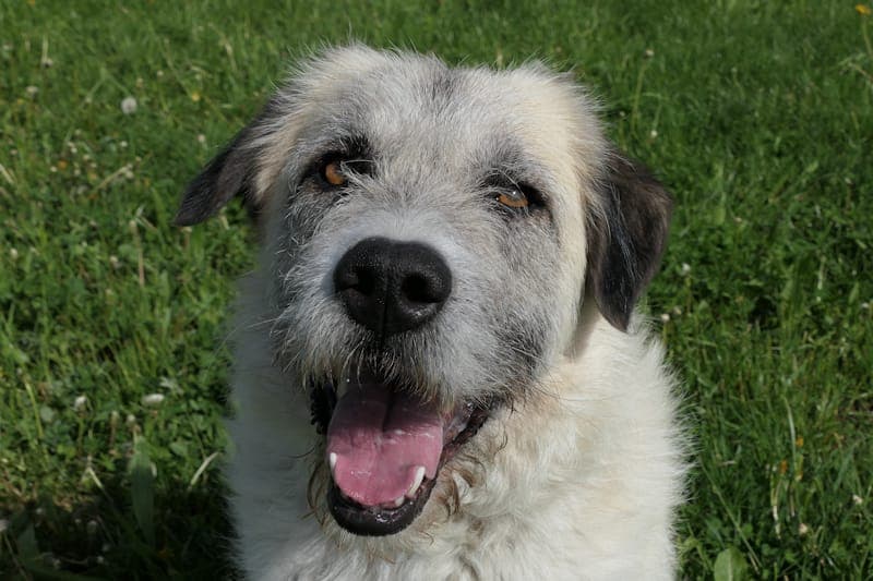 Frau Moltke - Hund zur Adoption aus Tierheim Reutlingen