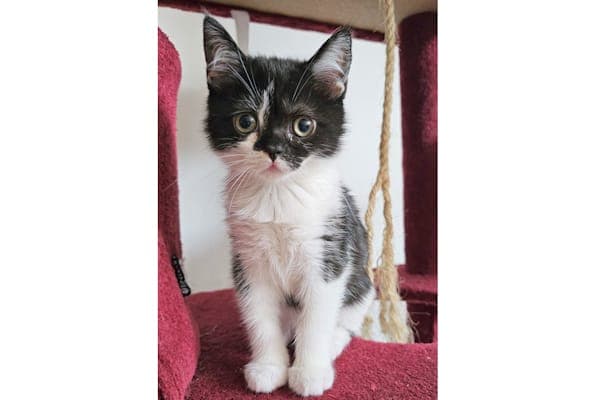 Gabora, Gola und Greta - Katze zur Adoption aus Tierheim Reutlingen
