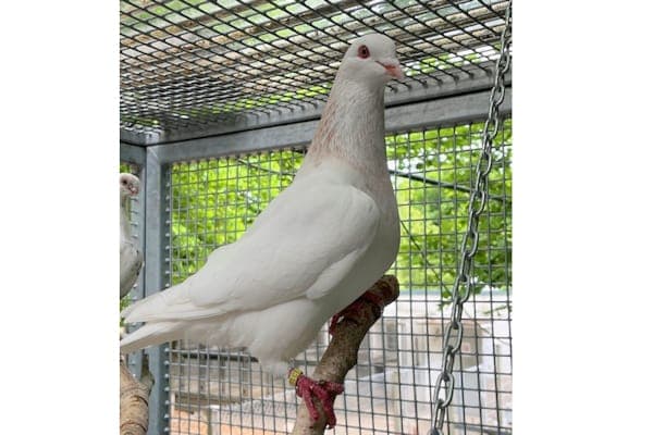Galliarde - Vogel zur Adoption aus Tierheim Reutlingen