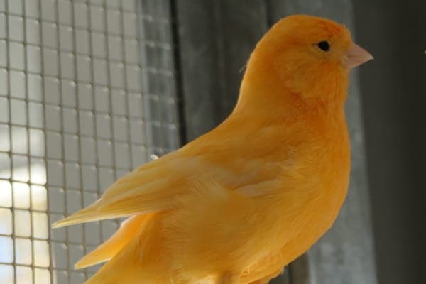 Gankino - Vogel zur Adoption aus Tierheim Reutlingen