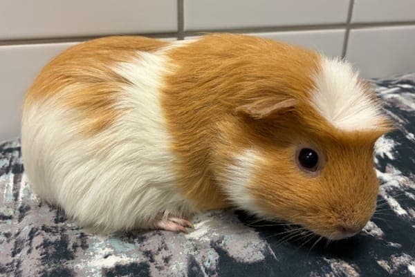 Ginny Weasley - Kleintier zur Adoption aus Tierheim Reutlingen