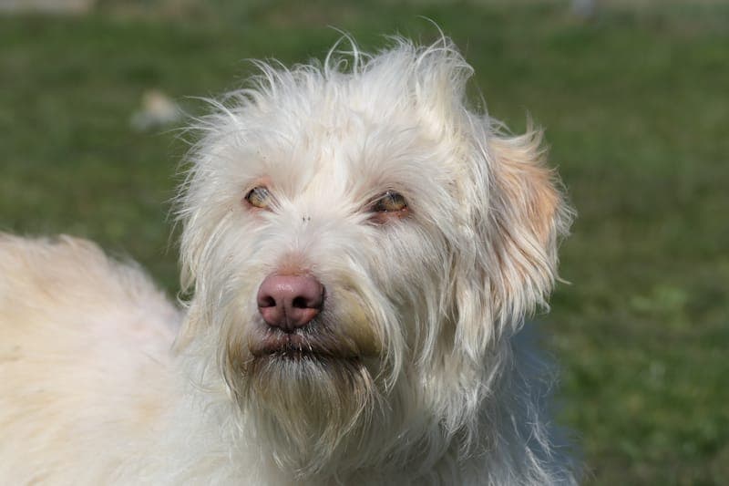 Grace NEU - Hund zur Adoption aus Tierheim Reutlingen