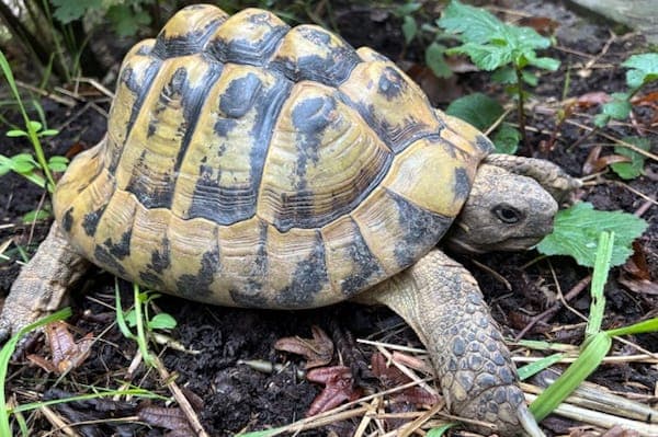 Griphook - Exot zur Adoption aus Tierheim Reutlingen