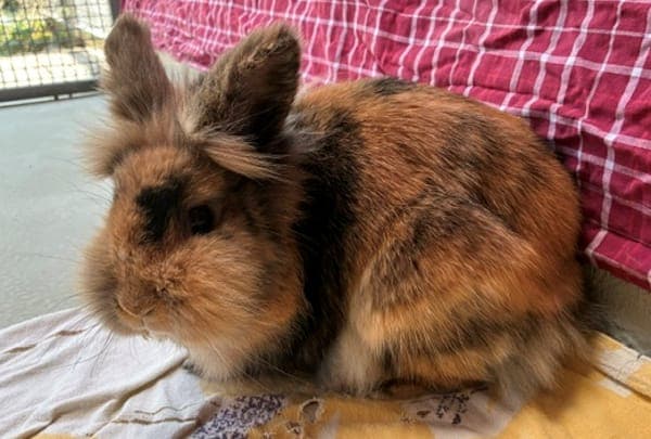 Gwendolyn - Kleintier zur Adoption aus Tierheim Reutlingen
