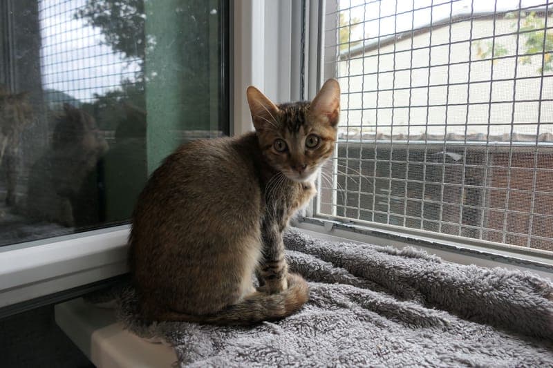 Hannibal, Holly & Harper - Katze zur Adoption aus Tierheim Reutlingen