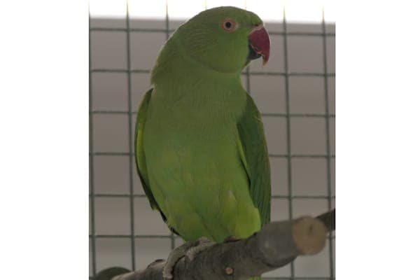 Harsiese - Vogel zur Adoption aus Tierheim Reutlingen