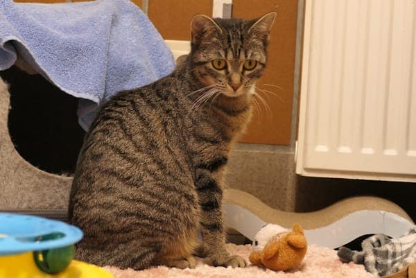 Heiderose - Katze zur Adoption aus Tierheim Reutlingen