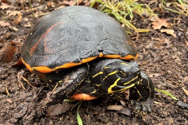 Henrietta Fischer - Exot zur Adoption aus Tierheim Reutlingen