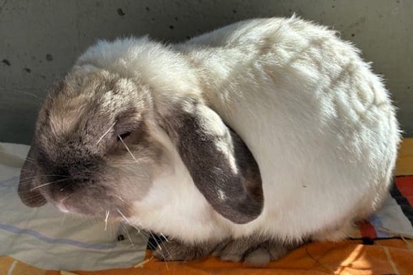 Hepzibah Smith - Kleintier zur Adoption aus Tierheim Reutlingen