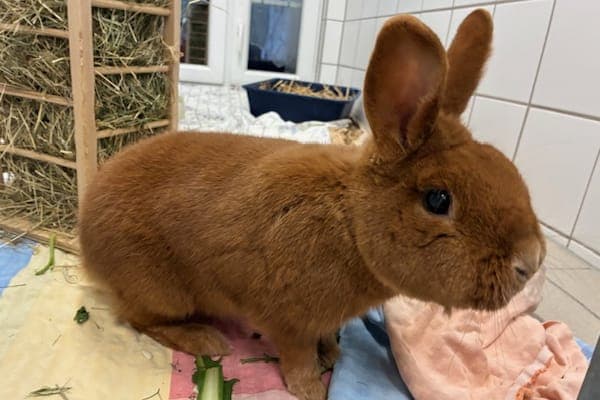 Hermes - Kleintier zur Adoption aus Tierheim Reutlingen