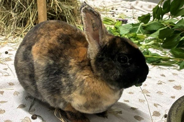 Hestia Jones - Kleintier zur Adoption aus Tierheim Reutlingen