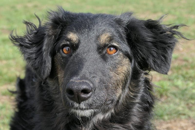 Hoba NEU - Hund zur Adoption aus Tierheim Reutlingen