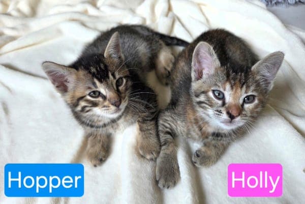 Holly, Harley, Hopper und Hannibal - Katze zur Adoption aus Tierheim Reutlingen