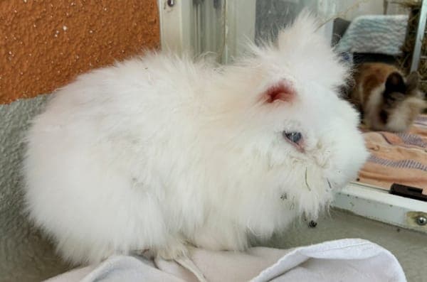 Horace Slughorn - Kleintier zur Adoption aus Tierheim Reutlingen