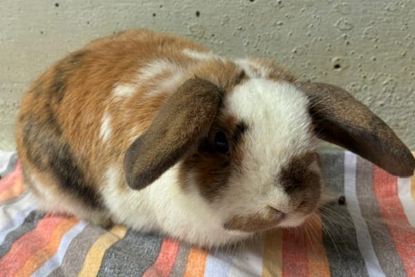 Hugo Weasley - Kleintier zur Adoption aus Tierheim Reutlingen