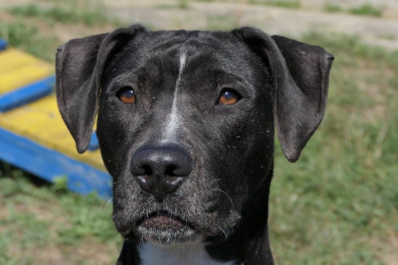 Indie NEU - Hund zur Adoption aus Tierheim Reutlingen