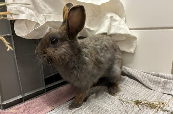Jack Sloper - Kleintier zur Adoption aus Tierheim Reutlingen