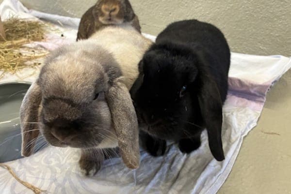 James & Lilly Potter - Kleintier zur Adoption aus Tierheim Reutlingen