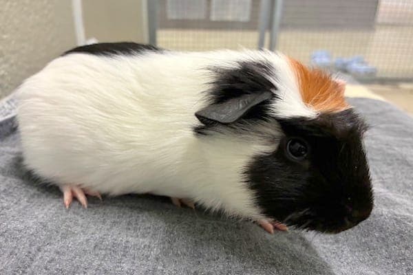 James Sirius Potter - Kleintier zur Adoption aus Tierheim Reutlingen