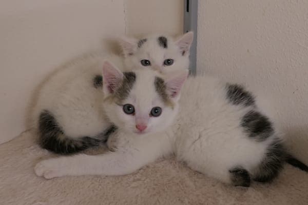 Jaron & Jondur - Katze zur Adoption aus Tierheim Reutlingen