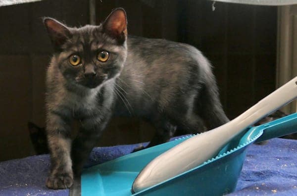 Jazz, Jens, Jupiter, Jenny und Jelena - Katze zur Adoption aus Tierheim Reutlingen