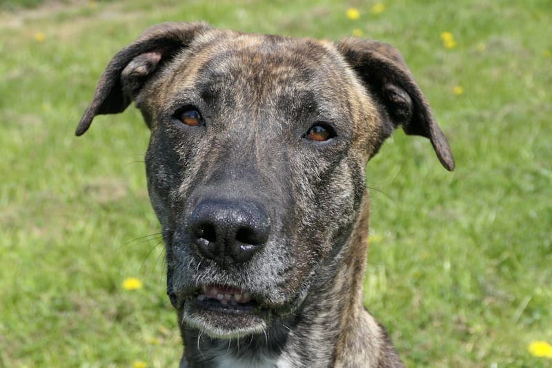 Jesca - Hund zur Adoption aus Tierheim Reutlingen