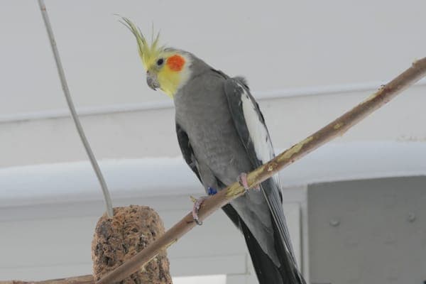 Jig - Vogel zur Adoption aus Tierheim Reutlingen