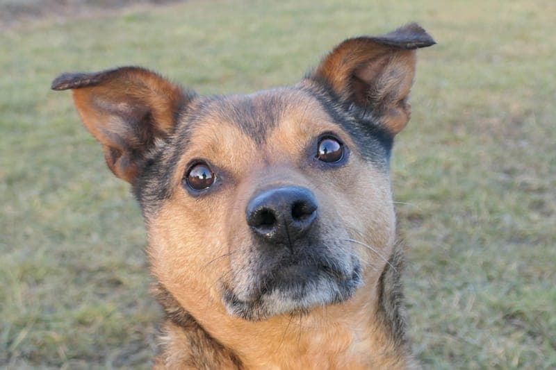 Jonathan - Hund zur Adoption aus Tierheim Reutlingen