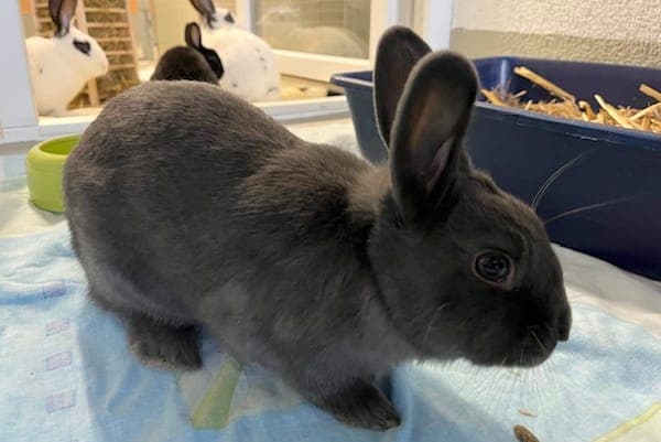 Jota - Kleintier zur Adoption aus Tierheim Reutlingen