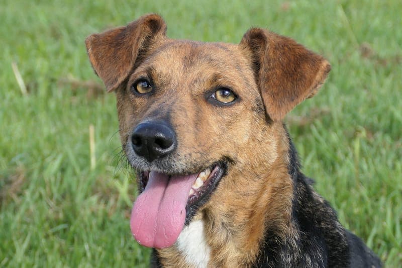 Jucka - Hund zur Adoption aus Tierheim Reutlingen