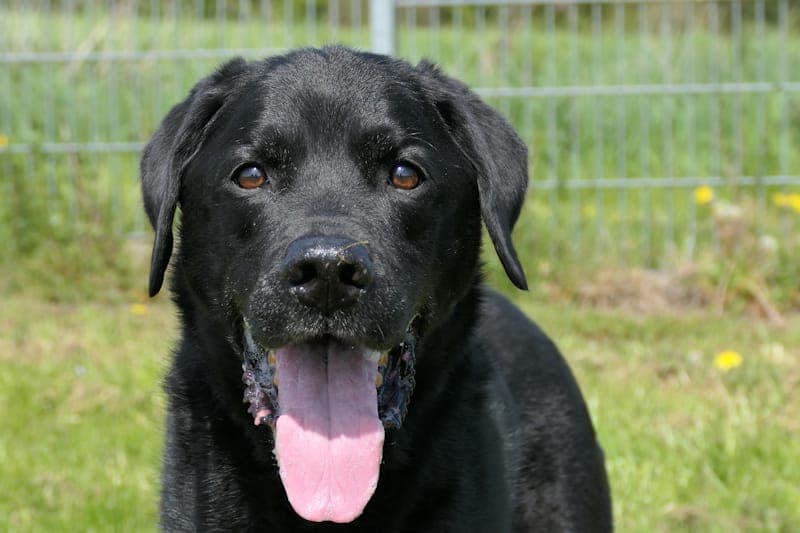 Jupp - Hund zur Adoption aus Tierheim Reutlingen