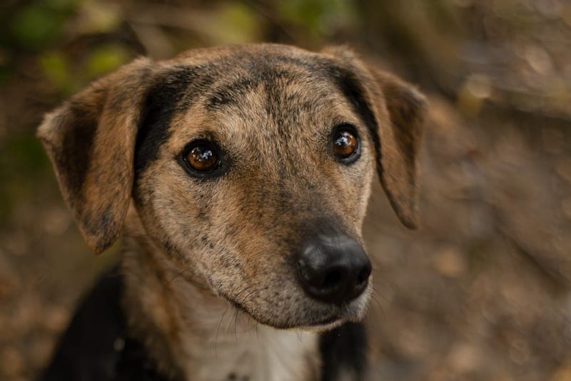Kairo - Hund zur Adoption aus Tierheim Reutlingen