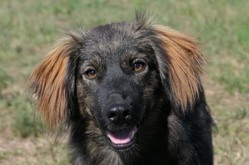Kalle NEU - Hund zur Adoption aus Tierheim Reutlingen
