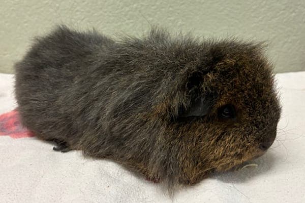 Kasimir - Kleintier zur Adoption aus Tierheim Reutlingen