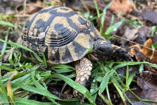 Kathak - Exot zur Adoption aus Tierheim Reutlingen